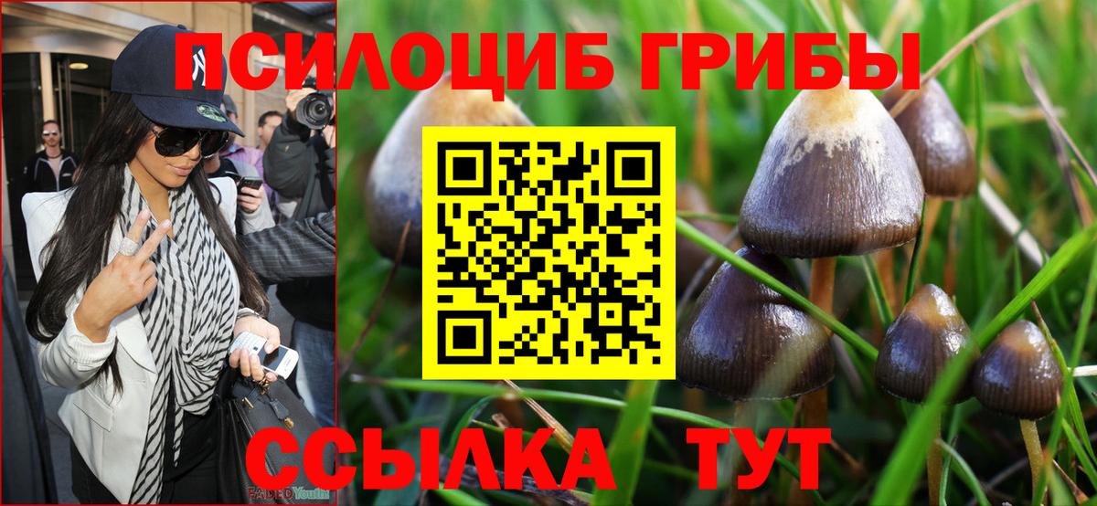 Псилоцибиновые грибы Psilocybe Орехово-Зуево